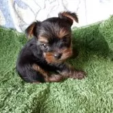 ヨークシャーテリア【神奈川県・女の子・2025年9月2日・スティールブルー&タン】の写真10