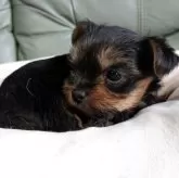 ヨークシャーテリア【神奈川県・女の子・2025年11月2日・スティールブルー&タン】の写真12