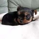 ヨークシャーテリア【神奈川県・女の子・2025年11月2日・スティールブルー&タン】の写真13