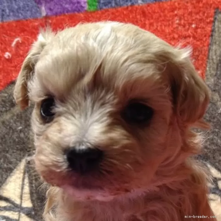 Y.S 様のお迎えした子犬