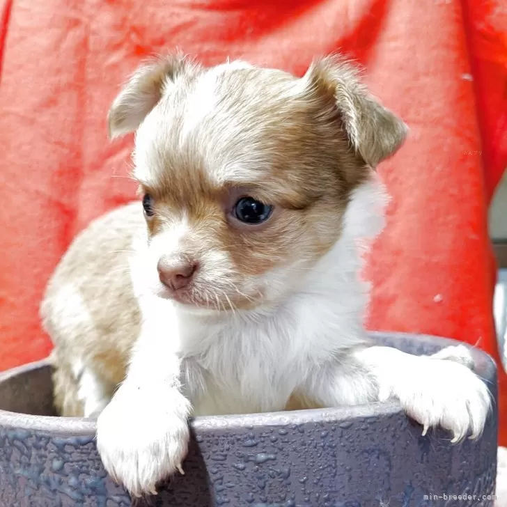 ID:2505-02491の子犬