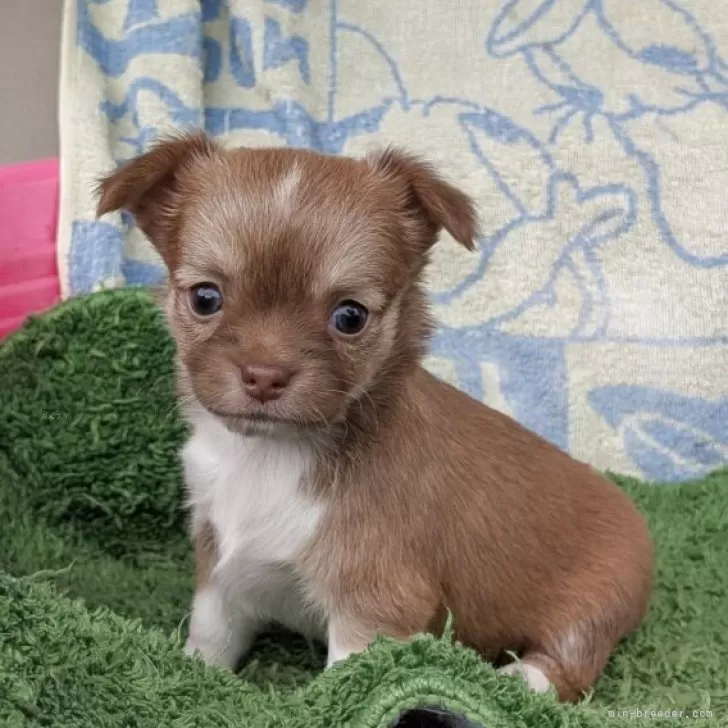 ID：2510-03516の子犬