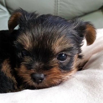 ヨークシャーテリア【神奈川県・女の子・2025年11月2日・スティールブルー&タン】の写真「極小ヨークシャーテリア産まれました✋」