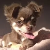チワワ(ロング)
