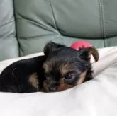 ヨークシャーテリア【神奈川県・女の子・2025年11月2日・スティールブルー&タン】の写真4