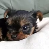 ヨークシャーテリア【神奈川県・女の子・2025年11月2日・スティールブルー&タン】の写真5