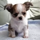 チワワ(ロング)【神奈川県・女の子・2025年9月22日・フォーン&ホワイト】の写真2