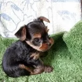 ヨークシャーテリア【神奈川県・女の子・2025年9月2日・スティールブルー&タン】の写真7