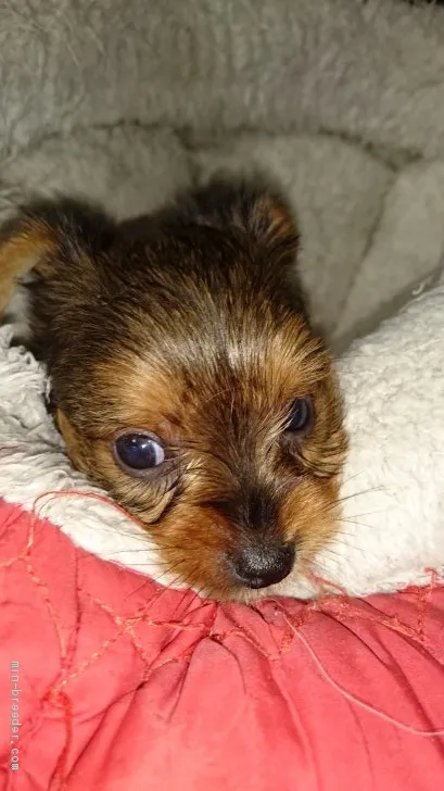 ID:1906-01120の子犬