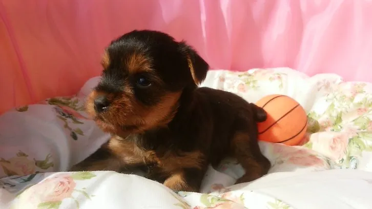 ID:1609-01931の子犬