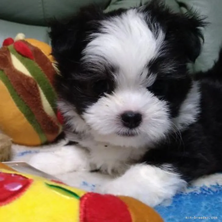 ID:2208-02049の子犬