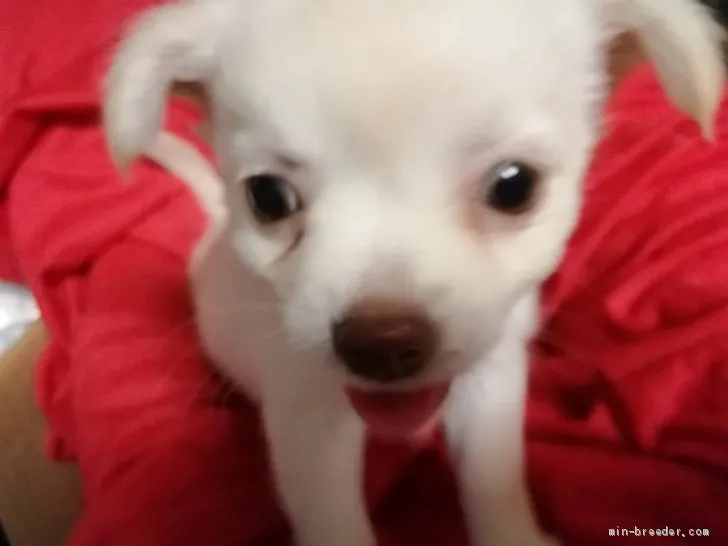 ID:1909-01424の子犬