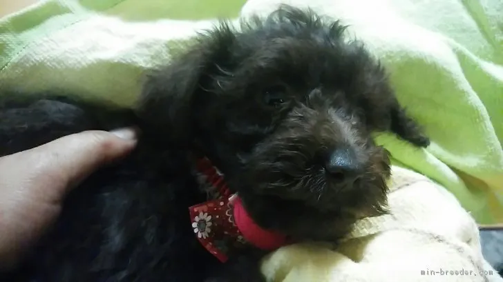 ID:1709-00985の子犬
