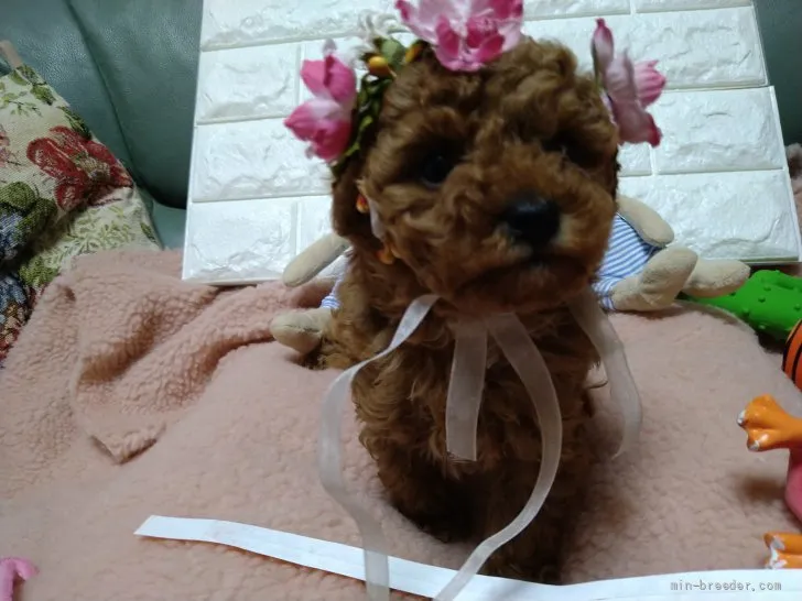 ID:2201-00363の子犬
