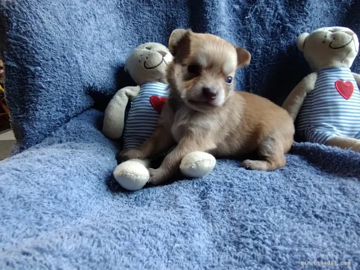 つー 様のお迎えした子犬