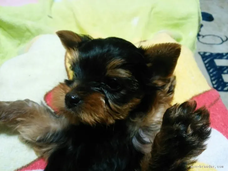 ID:1701-01689の子犬