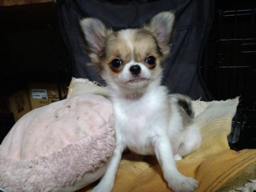 チワワ(ロング)【神奈川県・女の子・2022年1月18日・レッド&ホワイト】の写真「極小ロンチ　元気な女の子です。」
