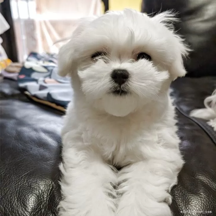 ID:2505-04071の子犬