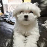 マルチーズ