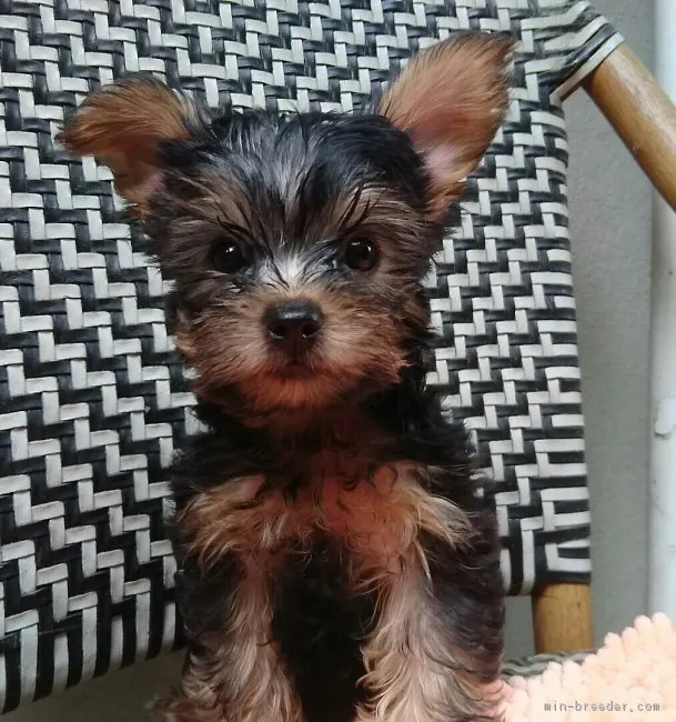 ヨークシャーテリア【東京都・男の子・2018年6月11日・スティールブルー&amp;タン】の写真1「8/22　撮影　とにかく可愛い子なので会いに来てね。」
