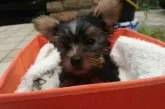 ヨークシャーテリア【東京都・男の子・2018年6月11日・スティールブルー&タン】の写真2