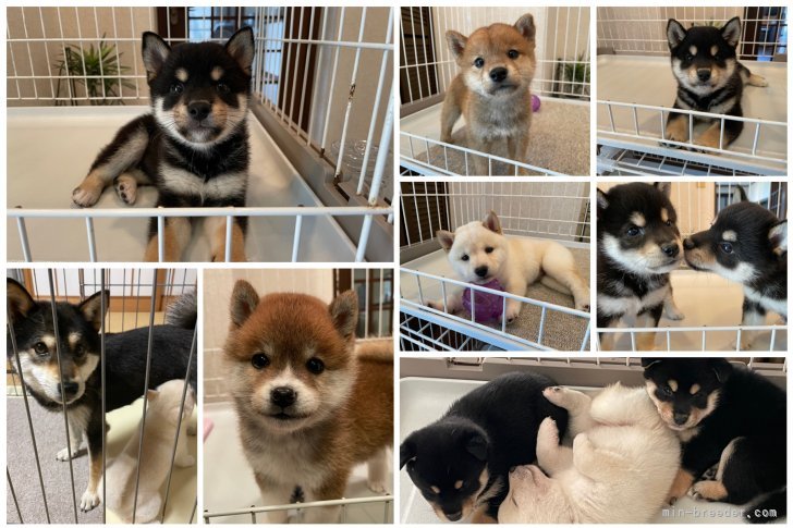 ★作出子犬PartⅡ「優しいファミリー豆柴」★人にも犬にもとってもフレンドリー★｜津守　宏明(つもり　ひろあき)ブリーダー(兵庫県・柴犬など・KCジャパン登録)の紹介写真4