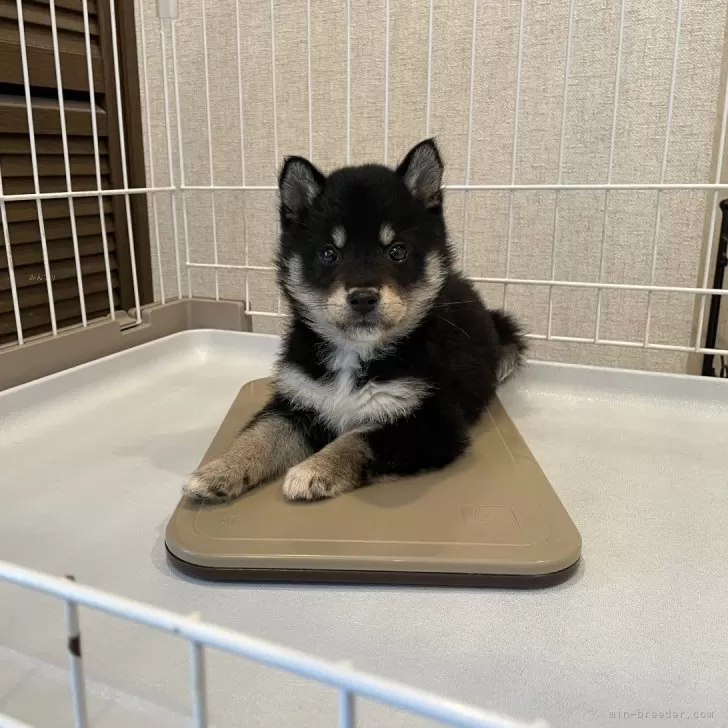 ID：2502-03484の子犬