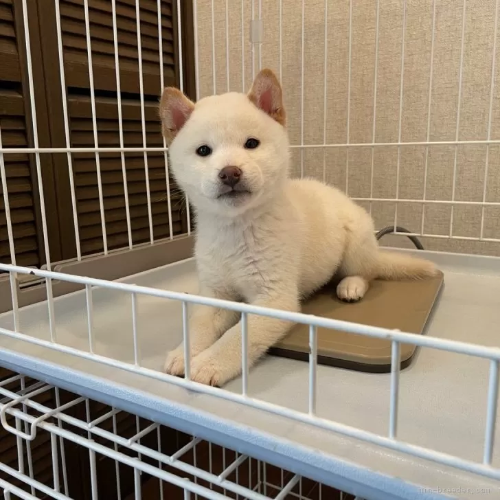 ID：2412-05862の子犬