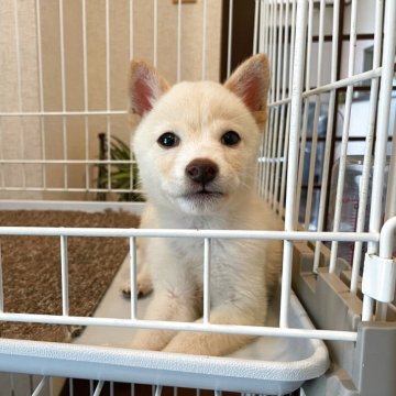 柴犬(豆柴)【兵庫県・男の子・2025年7月11日・白】の写真「☆優良血統スノーホワイト可愛いぬいぐるみ顔白豆柴☆」