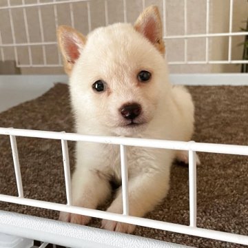 柴犬(豆柴)【兵庫県・男の子・2025年7月11日・白】の写真「☆優良血統ピュアホワイト大きな目ぬいぐるみ白豆柴☆」