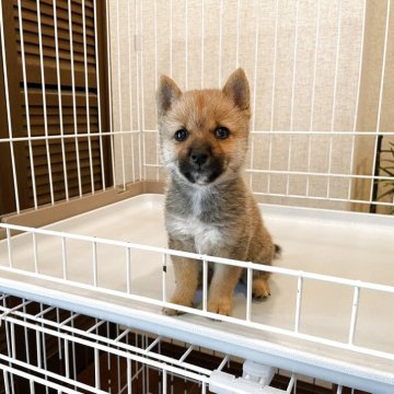 豆柴【兵庫県・男の子・2025年7月28日・赤】の写真「☆優良血統大きな目美しい毛色可愛いタヌキ顔赤豆柴☆」