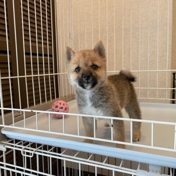 柴犬(豆柴)【兵庫県・男の子・2025年7月28日・赤】の写真「☆優良血統激カワぬいぐるみフェイスタヌキ顔赤豆柴☆」