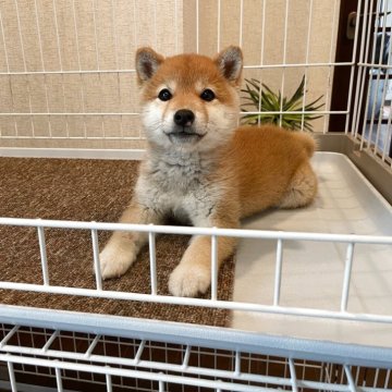 柴犬(豆柴)【兵庫県・女の子・2025年3月15日・赤】の写真「☆優良血統ぬいぐるみフェイス可愛いタヌキ顔赤豆柴☆」