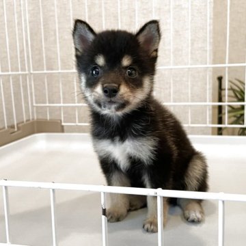 柴犬(豆柴)【兵庫県・女の子・2025年7月11日・黒】の写真「☆優良血統ダイヤモンドブラック超圧巻極小の黒豆柴☆」