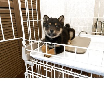 柴犬(豆柴)【兵庫県・男の子・2025年3月5日・黒】の写真「☆優良血統ぬいぐるみフェイス可愛いタヌキ顔黒豆柴☆」