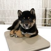 柴犬(豆柴)