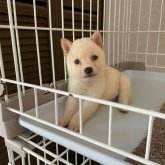 柴犬(豆柴)