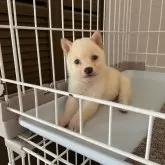 豆柴