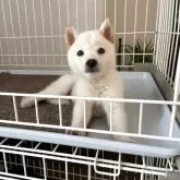 豆柴