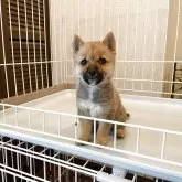 豆柴