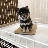 柴犬(豆柴)