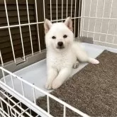 豆柴