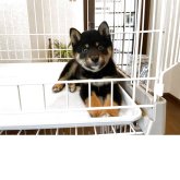 柴犬(豆柴)