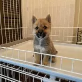 豆柴
