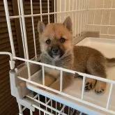 豆柴