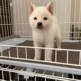 豆柴