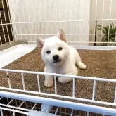 豆柴
