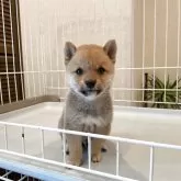豆柴