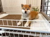 豆柴【兵庫県・女の子・2025年3月15日・赤】の写真5「☆臭い無駄吠え一切なし☆トイレハウスハンドリング等トレーニング済み☆」