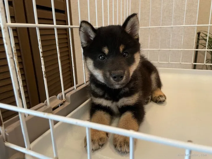 ID:2107-01687の子犬